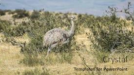  Presentation with americana - Beautiful PPT theme featuring greater-rhea-rhea-americana backdrop and a coral colored foreground