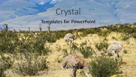  Presentation with americana - Beautiful theme featuring greater-rhea-rhea-americana backdrop and a light blue colored foreground