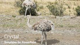  Presentation with americana - Slide deck having greater-rhea-rhea-americana background and a gray colored foreground