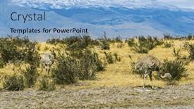  Presentation with americana - Presentation having greater-rhea-rhea-americana background and a light blue colored foreground