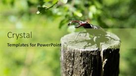  Presentation with nature of management - Slides having greater-stag-beetle-in-nature background and a yellow colored foreground