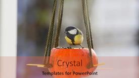  Presentation with seed - Presentation design consisting of greater-titmouse-bird-sitting background and a red colored foreground