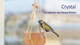  Presentation with seed - Amazing theme having greater titmouse bird sitting backdrop and a sky blue colored foreground