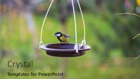  Presentation with seed - Amazing PPT theme having greater titmouse bird sitting backdrop and a yellow colored foreground
