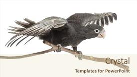  Presentation with parrot - Cool new PPT theme with greater vasa parrot coracopsis vasa backdrop and a lemonade colored foreground