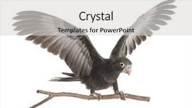  Presentation with old crumpled paper violence against women - PPT theme having greater vasa parrot coracopsis vasa background and a light gray colored foreground