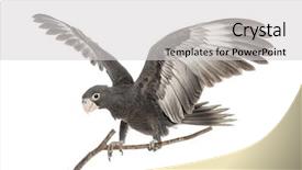  Presentation with parrot - Slides enhanced with greater vasa parrot coracopsis vasa background and a light gray colored foreground