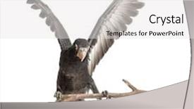  Presentation with old crumpled paper violence against women - Theme featuring greater vasa parrot coracopsis vasa 7 weeks old perched on branch with spread wings against white background background and a white colored foreground