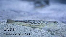  Presentation with marine - Colorful slides enhanced with greater weever trachinus draco marine backdrop and a light blue colored foreground