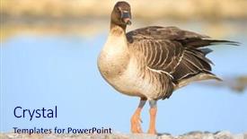  Presentation with cfd white - Cool new presentation design with greater white-fronted goose -anser backdrop and a sky blue colored foreground