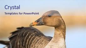  Presentation with animal pets on white - Beautiful presentation featuring greater white-fronted goose -anser backdrop and a  colored foreground