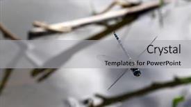  Presentation with dragonfly - PPT theme enhanced with greece in mid-november 2016 background and a light gray colored foreground