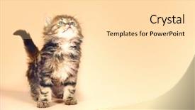  Presentation with kitten - PPT theme having greed - kitten looking up against colored background and a lemonade colored foreground