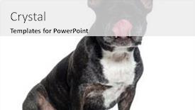  Presentation with eat - PPT theme with greedy-old-french-bulldog-licking background and a white colored foreground