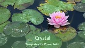  Presentation with water lilly - Colorful presentation enhanced with greeen - water lilly infested with pest backdrop and a ocean colored foreground