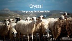  Presentation with sheep - Colorful presentation theme enhanced with greek sheep - group of goats backdrop and a teal colored foreground