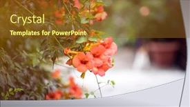  Presentation with bougainvillea - Colorful presentation design enhanced with greek-specific-picturesque-narrow-street backdrop and a tawny brown colored foreground