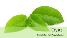  Presentation with green leaf - Presentation having green - bay leaf isolated on white background and a yellow colored foreground