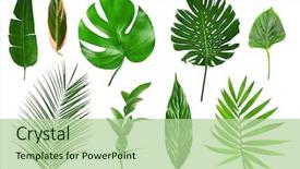  Presentation with tropical leaves and flowers - Cool new slides with green - different tropical leaves on white backdrop and a mint green colored foreground