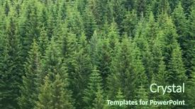  Presentation with forest - Amazing PPT theme having green - fir trees forest evergreen background backdrop and a tawny brown colored foreground