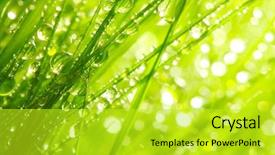  Presentation with green morning - Theme consisting of green - fresh morning dew on spring background and a yellow colored foreground