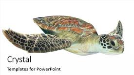  Presentation with turtle - Cool new presentation design with green - sea turtle isolated on white backdrop and a white colored foreground
