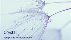  Presentation with abstract water drops - Audience pleasing PPT theme consisting of green abstract - dandelion flower with water drops backdrop and a sky blue colored foreground