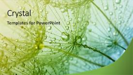  Presentation with water flow in pipe - Slides with green abstract black - dandelion flower with water drops background and a  colored foreground