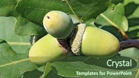  Presentation with oak - PPT layouts featuring green acorn amongst oak sheet background and a tawny brown colored foreground