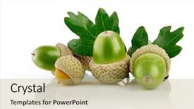  Presentation with green leaves - Slide deck enhanced with green acorn fruits with leaves background and a coral colored foreground