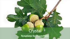  Presentation with green leaves - Audience pleasing PPT layouts consisting of green acorn fruits with leaves backdrop and a forest green colored foreground