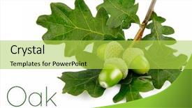  Presentation with fruits - Amazing slides having green acorn fruits with leaves backdrop and a yellow colored foreground
