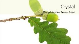  Presentation with green leaf - Slide deck having green acorn with leaf isolated background and a blonde colored foreground