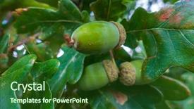  Presentation with acadenuc green - Slide deck featuring green acorns on the branch background and a  colored foreground