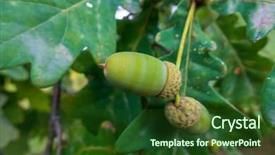  Presentation with green offices - Cool new theme with green acorns on the branch backdrop and a  colored foreground