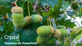  Presentation with green abstracts - Slide deck with green acorns on the branch background and a  colored foreground