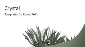  Presentation with plant - Amazing PPT layouts having green agave plant backdrop and a white colored foreground