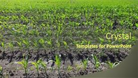  Presentation with blue green - Presentation with green-agricultural-farm-field background and a tawny brown colored foreground