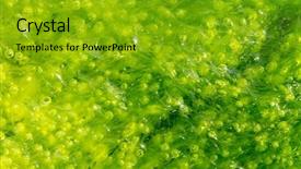  Presentation with tide - Cool new presentation with green algae - macro of ulva alga backdrop and a shamrock green colored foreground