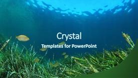  Presentation with green algae - Beautiful PPT layouts featuring green algae - underwater background with seaweed backdrop and a ocean colored foreground
