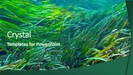  Presentation with aquatic - Amazing PPT theme having green algae - underwater image of aquatic plants backdrop and a ocean colored foreground