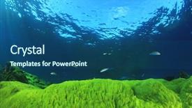  Presentation with green algae - Presentation theme having green algae blue water background and a ocean colored foreground