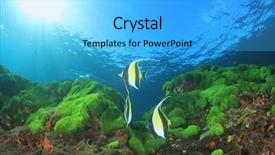  Presentation with algae - Audience pleasing presentation consisting of green algae blue water backdrop and a light blue colored foreground