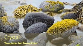  Presentation with green seaweed - PPT layouts featuring green-algae-or-seaweed background and a tawny brown colored foreground