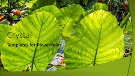  Presentation with green leaf - PPT theme featuring green-alocasia-odora-leaf background and a gold colored foreground