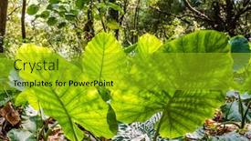  Presentation with green city - Theme having green-alocasia-odora-leaf background and a gold colored foreground