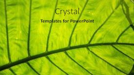  Presentation with green leaf - Audience pleasing presentation consisting of green-alocasia-odora-leaf backdrop and a gold colored foreground