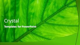  Presentation with green leaf - Slide deck featuring green-alocasia-odora-leaf background and a shamrock green colored foreground