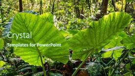  Presentation with green leaf - PPT layouts enhanced with green-alocasia-odora-leaf background and a tawny brown colored foreground