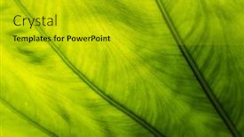  Presentation with green leaf - Audience pleasing PPT theme consisting of green-alocasia-odora-leaf backdrop and a gold colored foreground